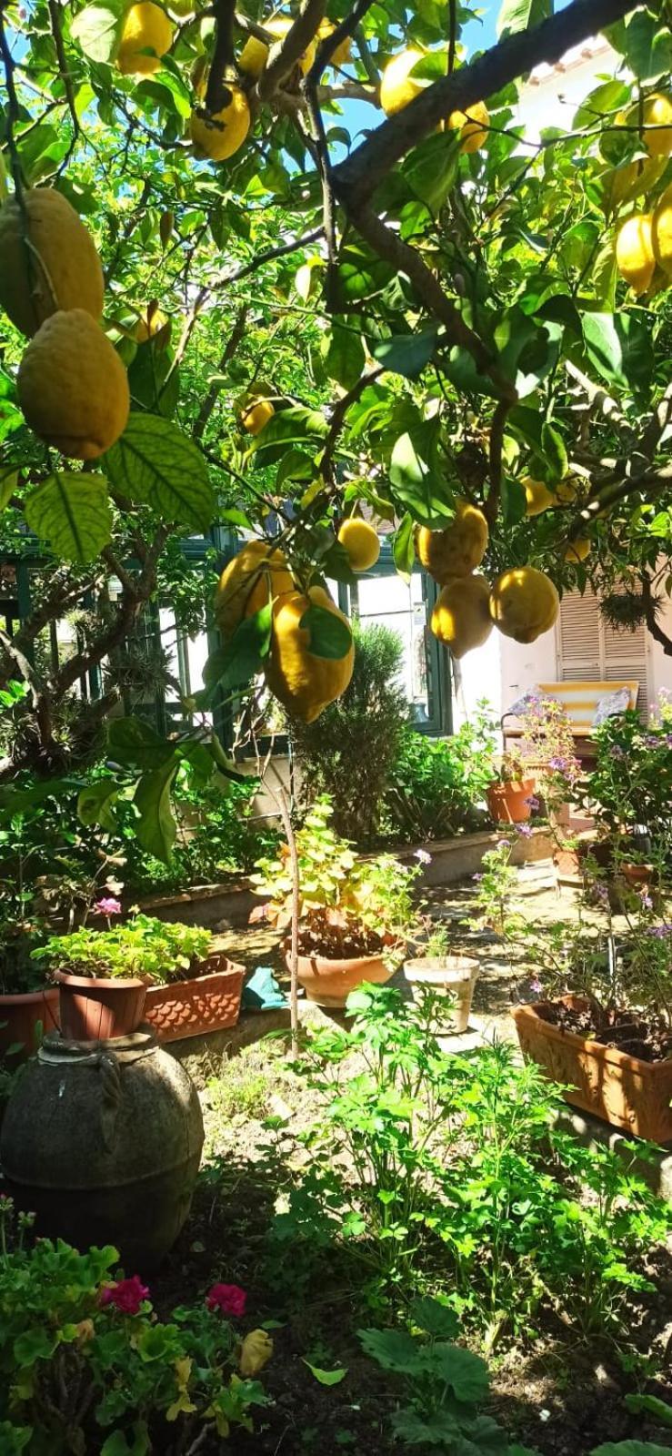 Villa Dei Fiori B&B 卡普里 外观 照片