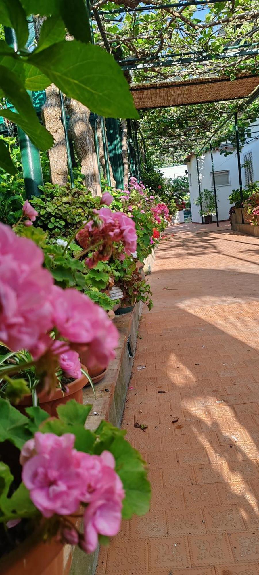 Villa Dei Fiori B&B 卡普里 外观 照片